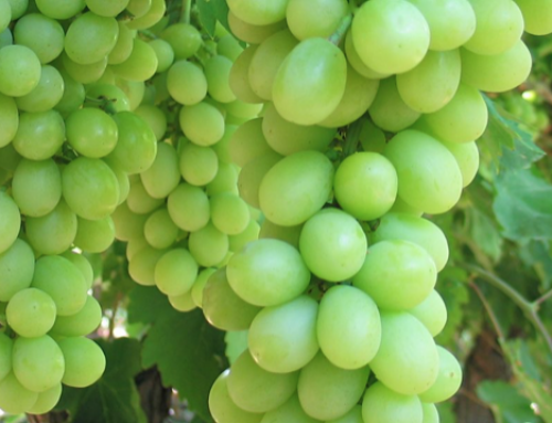 Sugraone, Superior Seedless®